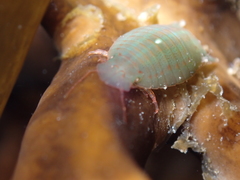 Amphoroidea media