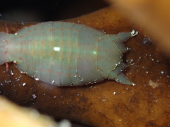 Amphoroidea media