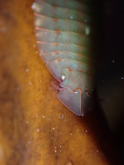 Amphoroidea media