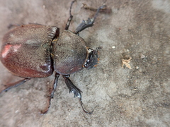 Xylotrupes gideon gideon
