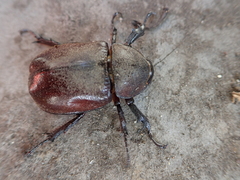 Xylotrupes gideon gideon