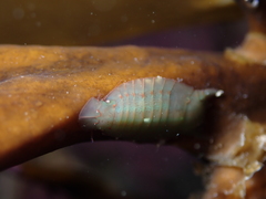 Amphoroidea media