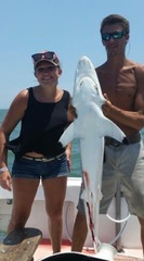 Carcharhinus brevipinna