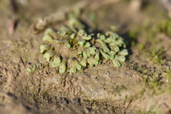 Riccia warnstorfii