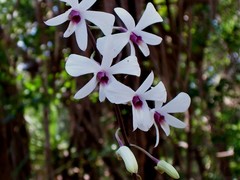 Dendrobium affine