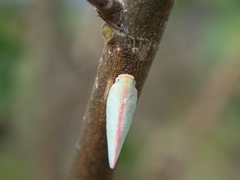Sanurus