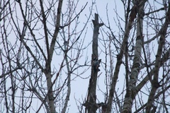 Dendrocopos leucotos