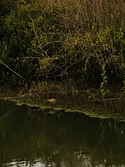 Botaurinae