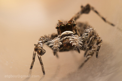 Portia labiata