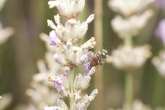 Lasioglossum