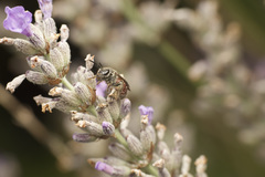 Lasioglossum