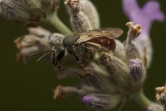 Lasioglossum