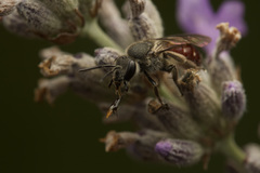 Lasioglossum