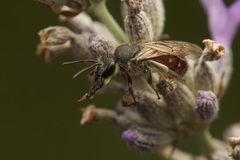 Lasioglossum