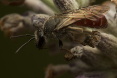 Lasioglossum