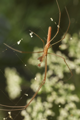 Tetragnatha