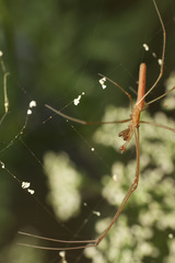 Tetragnatha