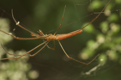 Tetragnatha