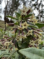 Cestrum buxifolium