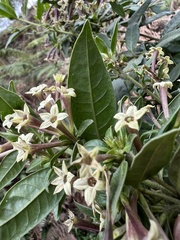 Cestrum buxifolium