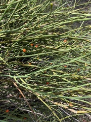 Anthobolus leptomeroides