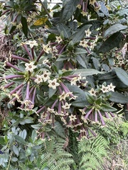 Cestrum buxifolium
