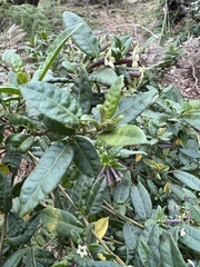 Cestrum buxifolium