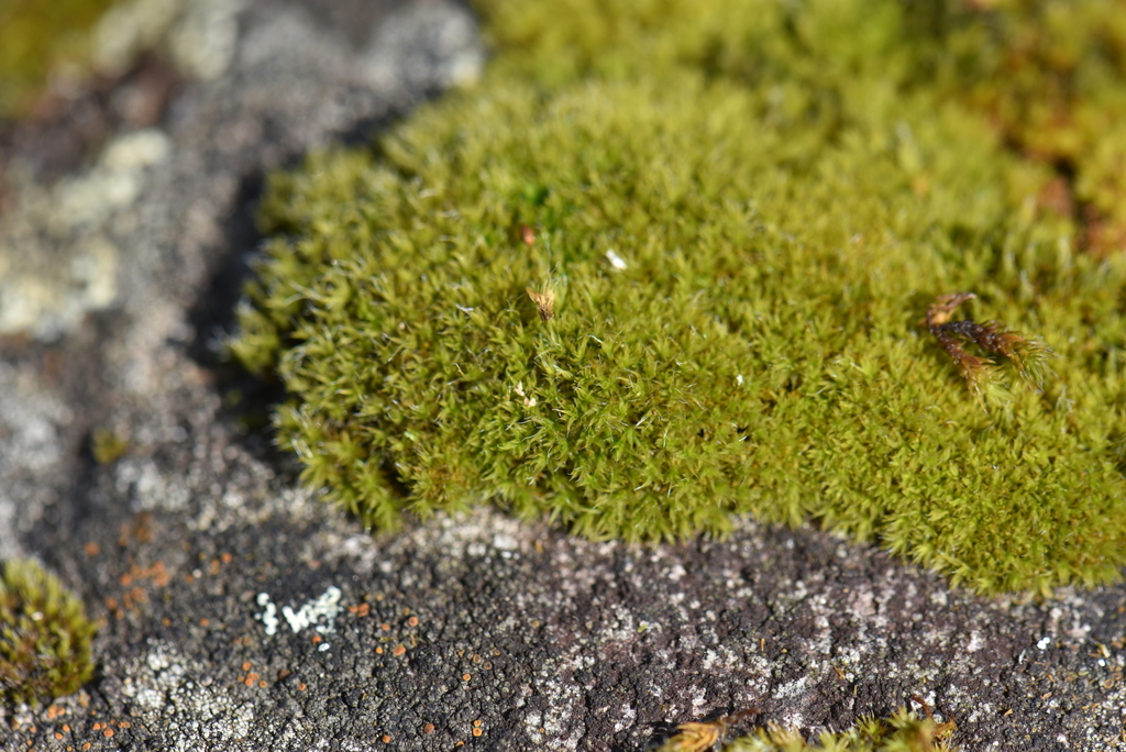 Grimmia dissimulata