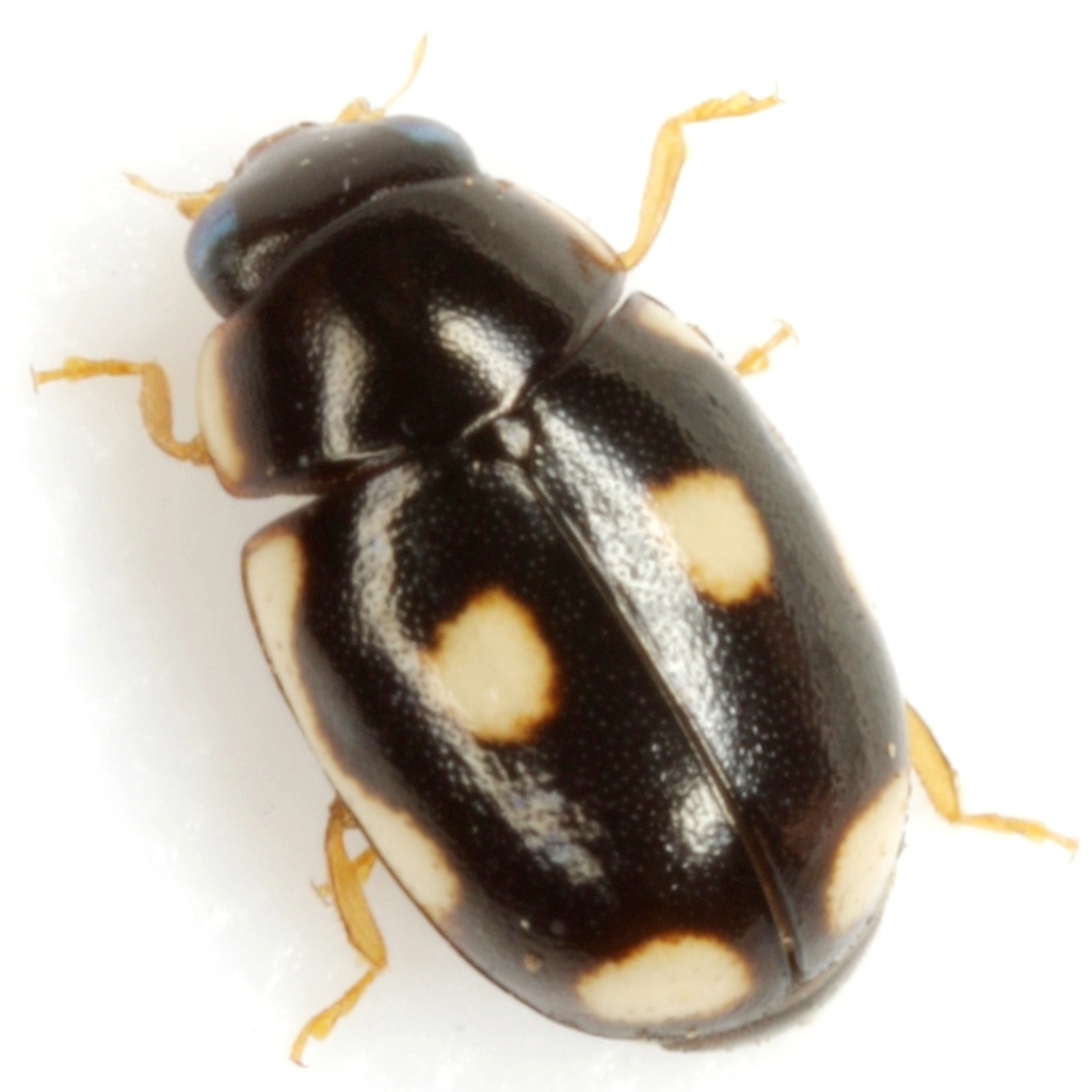 Hyperaspis punctata