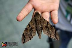 Cerberonoton rubescens