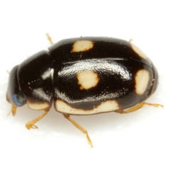 Hyperaspis punctata