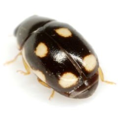 Hyperaspis punctata
