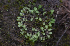 Riccia warnstorfii