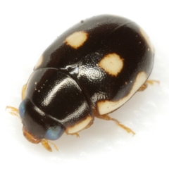 Hyperaspis punctata