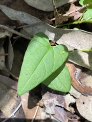 Aristolochia meridionalis