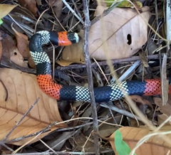 Micrurus lemniscatus