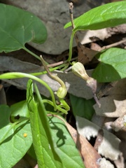 Aristolochia meridionalis