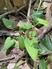 Aristolochia meridionalis