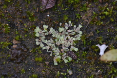 Riccia warnstorfii