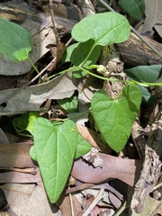 Aristolochia meridionalis