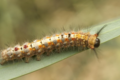 Opodiphthera