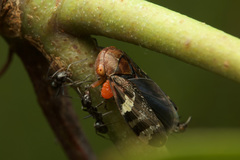 Eurymeloides