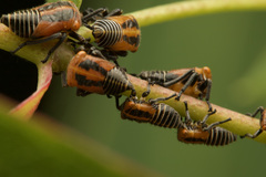 Eurymeloides