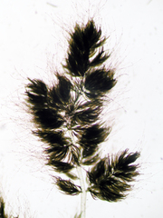 Draparnaldioides plumosa