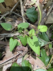 Aristolochia meridionalis
