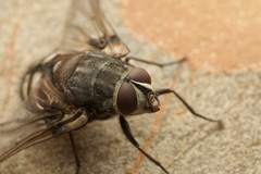 Diptera