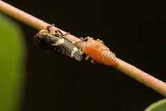 Eurymeloides