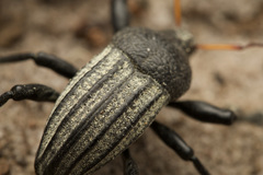 Psapharus ruficornis