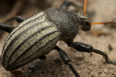 Psapharus ruficornis