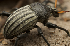 Psapharus ruficornis